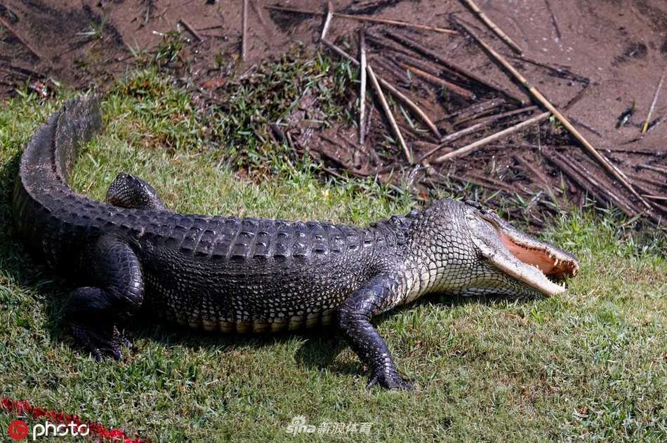 简森戴伊在泥泞的长草中眉头紧锁地观察球位，潮湿的环境让每一次击球都充满变数